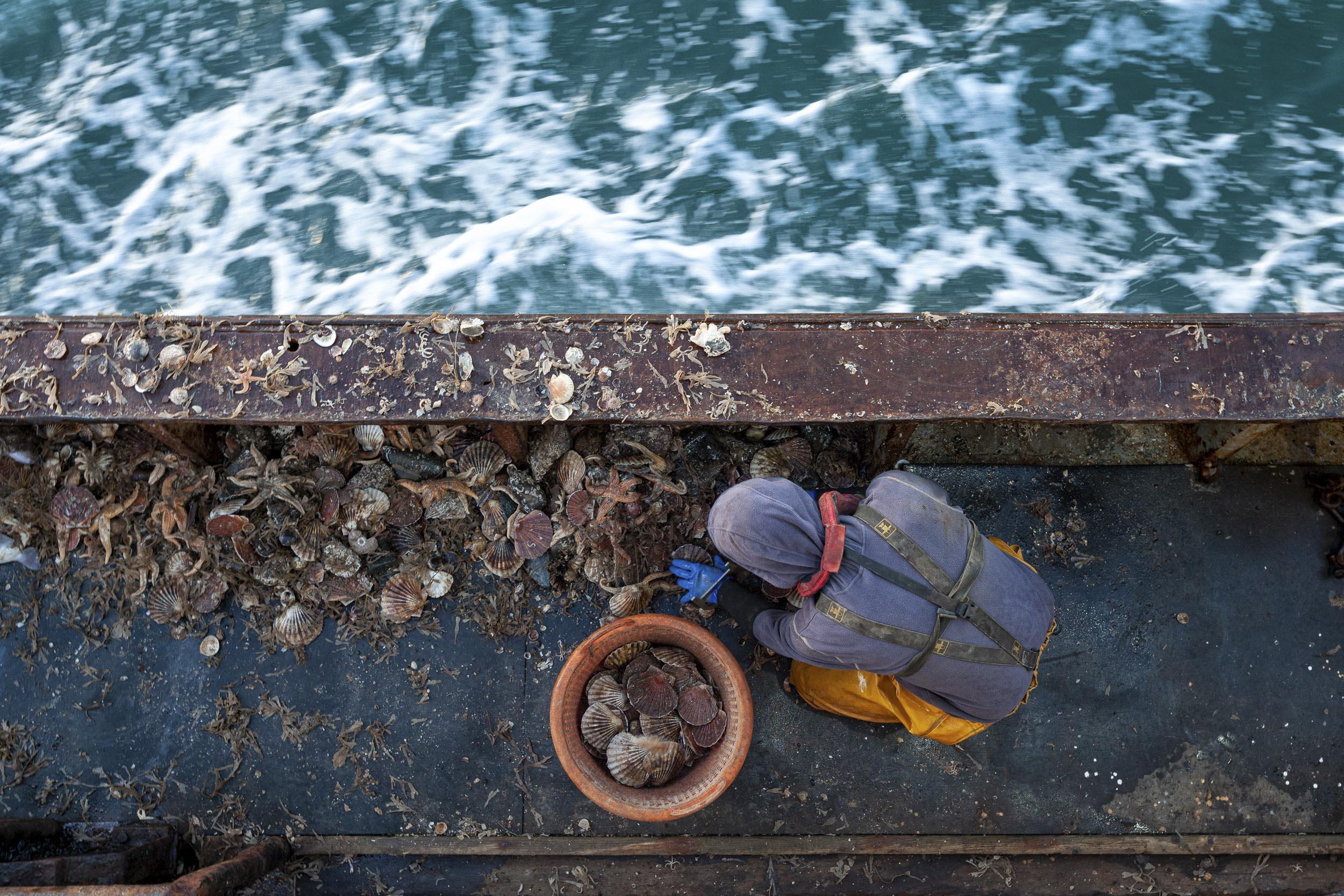 A person is sorting scallops into a bucket on a fishing boat.