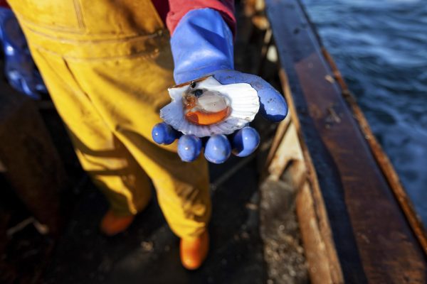 A fisherman holds an open scallop in his gloved hand, whilst standing on board a fishing trawler.