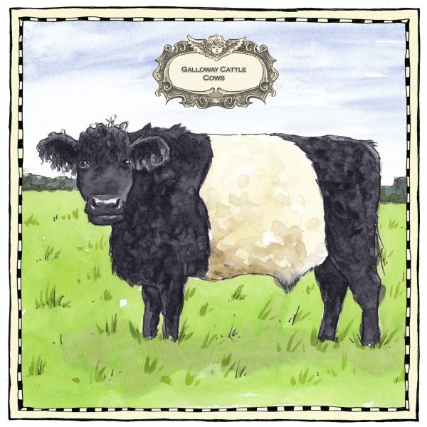 An illustration of a Belted Galloway cow. The cow is black with a white stripe across its middle. It stands in grassy field.