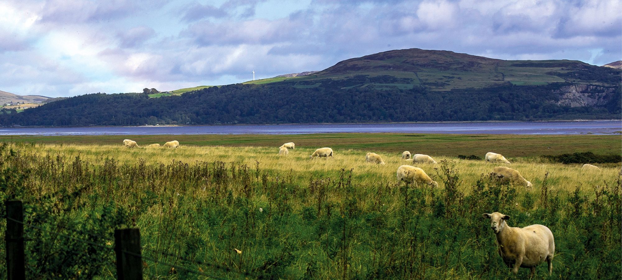 Wigtown Bay, sheep in field in foreground. Rainbow hitting the hills in the background.