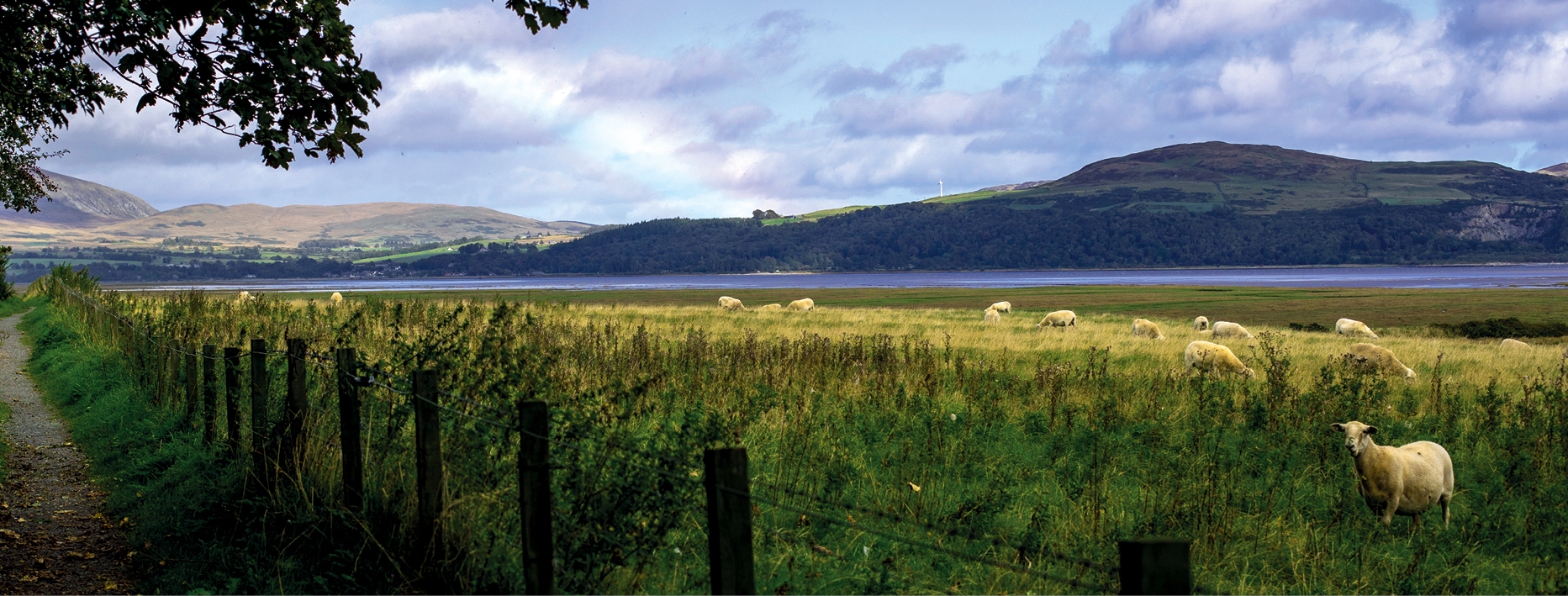 The Cree Estuary and Galloway Hills viewed from a rural country lane. Sheep are grazing in the long grassed field.