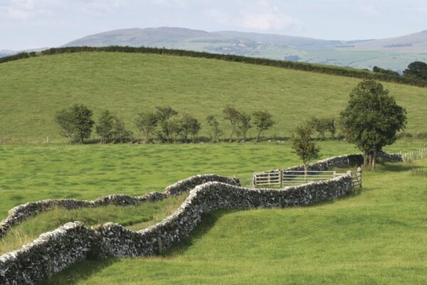 Dry stone walls run through lush green grass fields. The Galloway hills are in the distance.