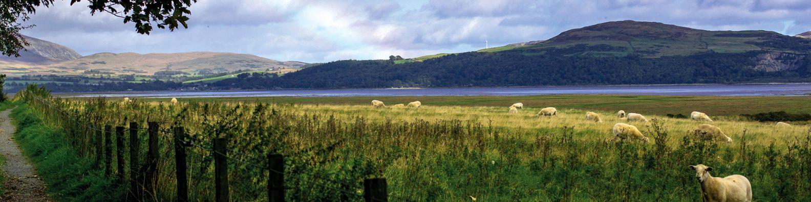 The Cree Estuary and Galloway Hills viewed from a rural country lane. Sheep are grazing in the long grassed field.